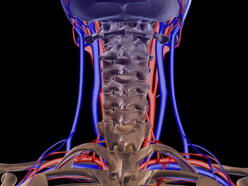 In red, the carotid arteries run along each side of the neck, while the vertebral arteries run through the spinal column in the neck. (MedicalRF.com via Getty Images)